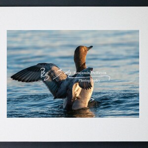 Canvasback Duck Photograph