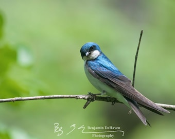 Bird Photography, Tree Swallow, Fine Art Print, Maryland Photography, Wall Art, Wildlife Photo, Songbird Photo, Angry Looking Bird