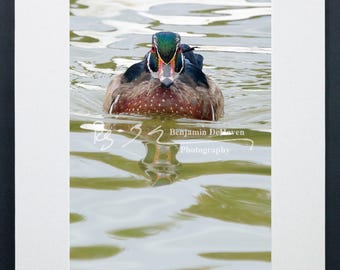 Vibrant Wood Duck Photograph