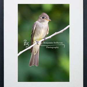 Eastern Wood-Pewee Art Print | Woodland Songbird Wall Decor | Birdwatcher Gift | Canvas Art | Aluminum Photo | Acrylic | Fine Art Paper