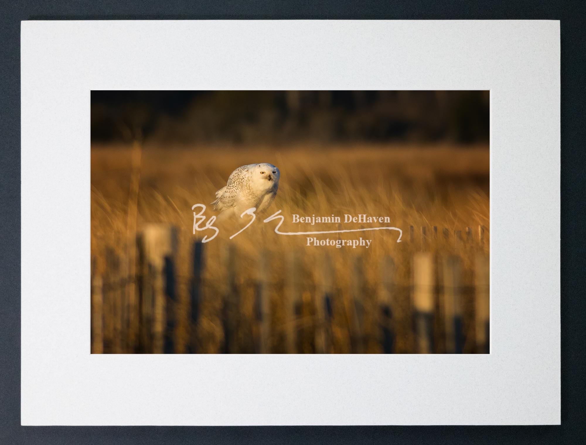 Snowy Owl Wildlife Print | Winter Bird Wall Art | Snow Owl Photo | Canvas Art | Aluminum Photo | Acr
