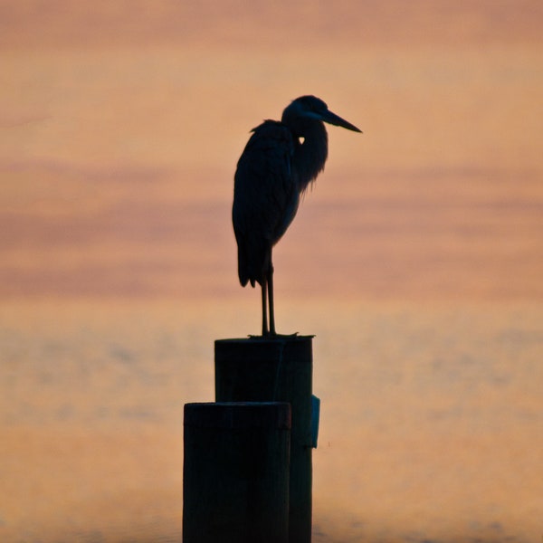 A Great Blue Heron rests on a pylon in the Chesapeake Bay outside of Havre de Grace, Maryland on a bright morning...