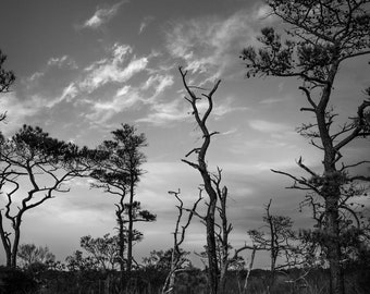 An Assateague Island sunset in black and white. Just off the Atlantic Ocean beaches one can find these classic trees.