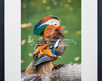 Mandarin Duck Photograph