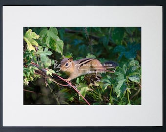 Eastern Chipmunk Photograph