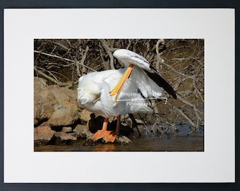 White Pelican Preening Photograph