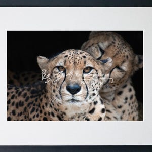 Cheetah Pair Print | Big Cat Wildlife Art | Matted Paper | Canvas | Aluminum | Acrylic | Safari Animal Decor | Nature Lover Gift