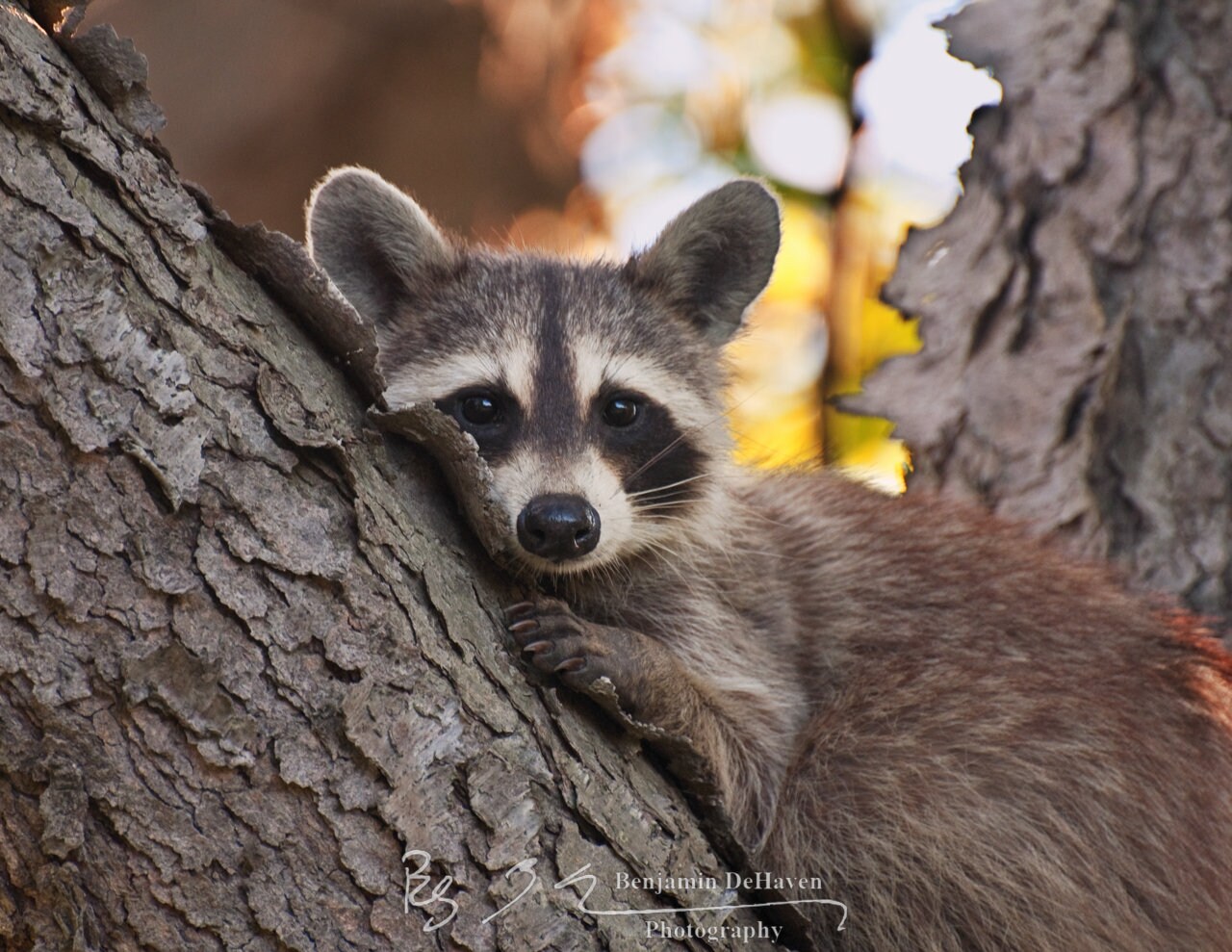 Bashful raccoon 2025