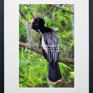 Anhinga Preening Photograph