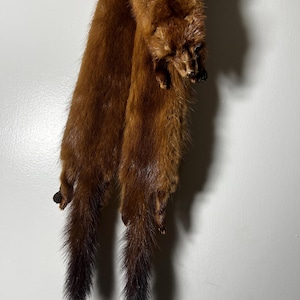May include: Two brown mink fur pelts with black tails hanging from a white wall.