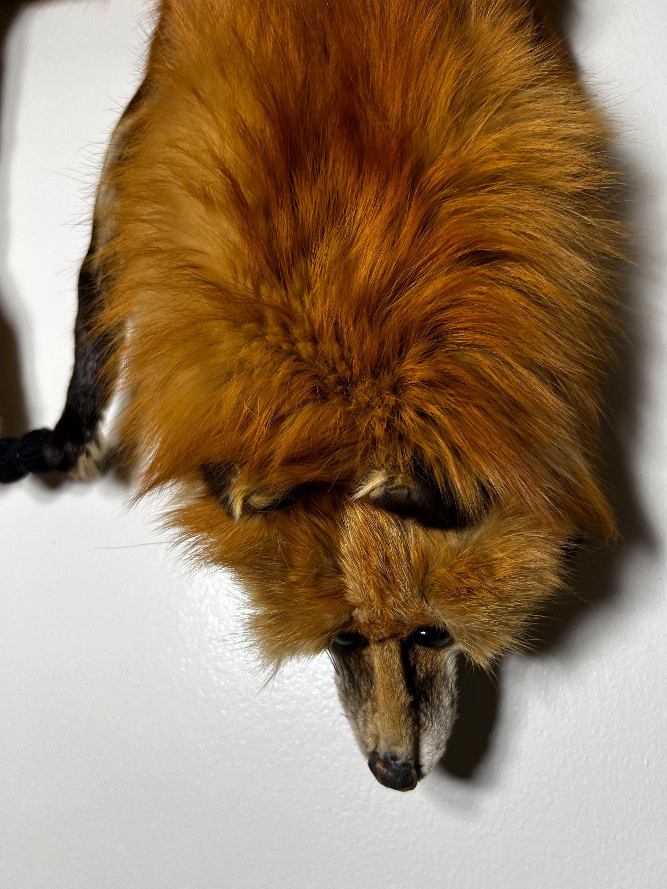 Vintage 1940's-1950's Red Fox Fur Taxidermy Pelt - Fox Stole - Etsy