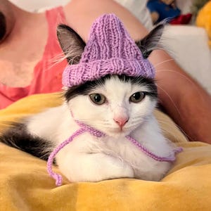 Puede incluir: Un gato blanco y negro con un gorro de punto morado. El gato está tumbado en una manta amarilla.