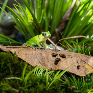 Miniatur Fee kleinen Frosch auf Blatt Tier Figuren Fairy Garten Lieferungen & Zubehör Terrarium Figuren