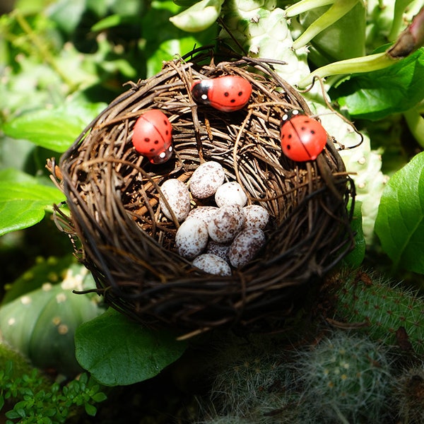 Nido de pájaro de hadas en miniatura, 10 Uds., huevos, mariquitas, suministros y accesorios para jardín de hadas, figuras de terrario