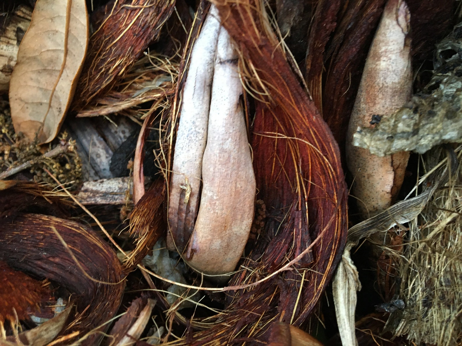 Coconut Husk Organic Pure Etsy