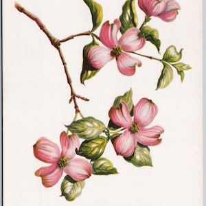 Puede incluir: Una pintura de acuarela de una rama de cornejo en flor con flores rosadas y hojas verdes. La leyenda dice "Flowering Dogwood CORNUS FLORIDA RUBRA From series originated by Betty Carnes Executed in Water Color by Kathleen Cassel Approved by American Nature Association Published by Barton-Cotton, Inc. Baltimore, Maryland"