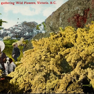 Niños recogiendo flores silvestres Victoria BC Columbia Británica Vancouver Island Postcard Y3