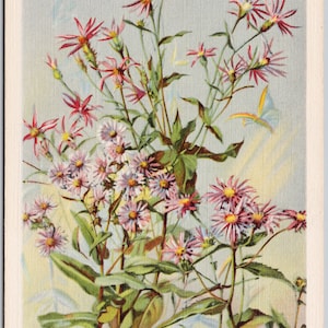 Aster rose fleurs Glacier Park Parc national des Lacs-Waterton, Alberta Carte postale d'artiste en lin MT Loos Y3