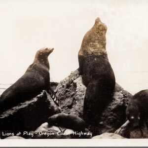 Sea Lions at Play Oregon Coast Highway OR Unused Sawyers RPPC Postcard Y2