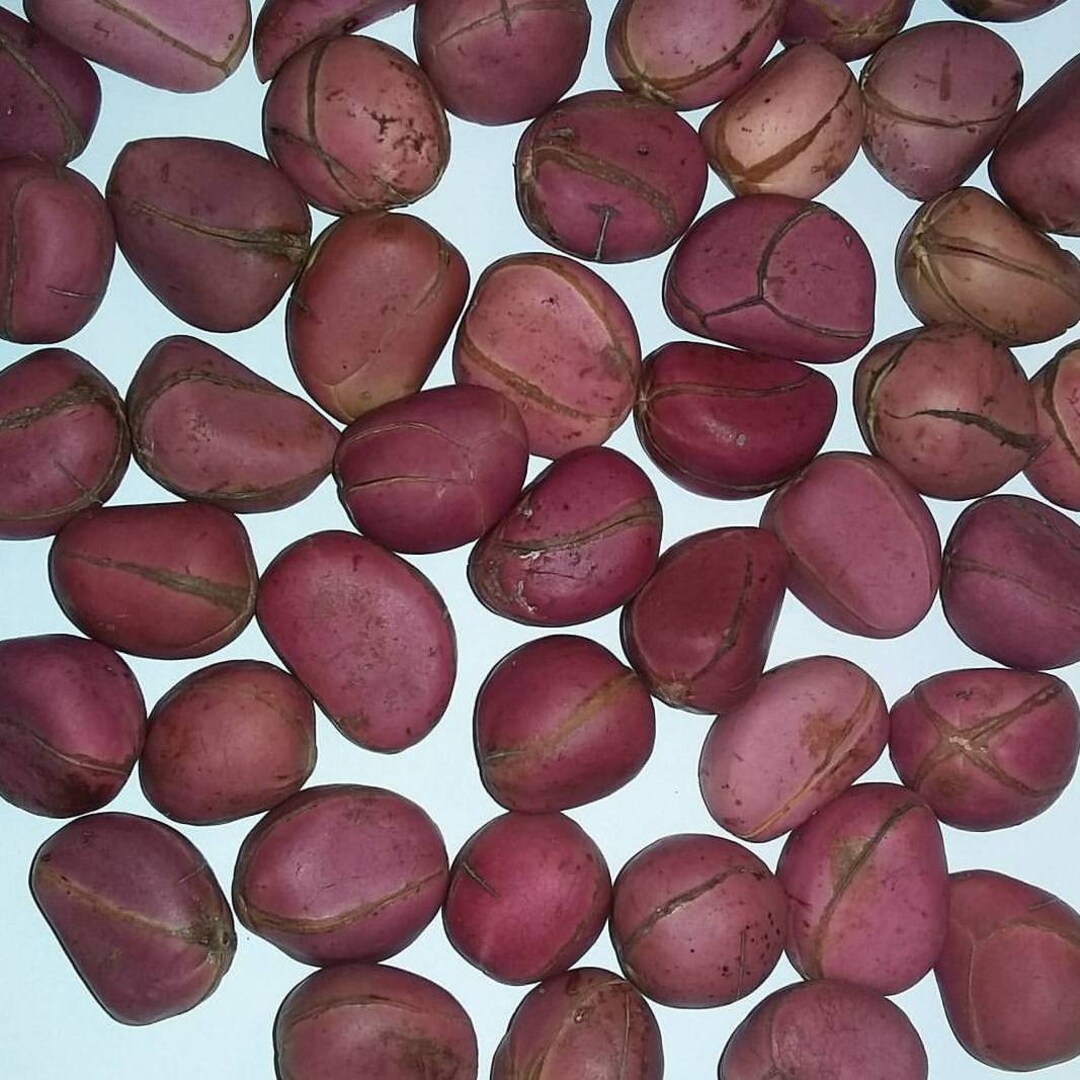 OBI ABATA 4 Lobe Kola Nuts 1 Lb Etsy Hong Kong