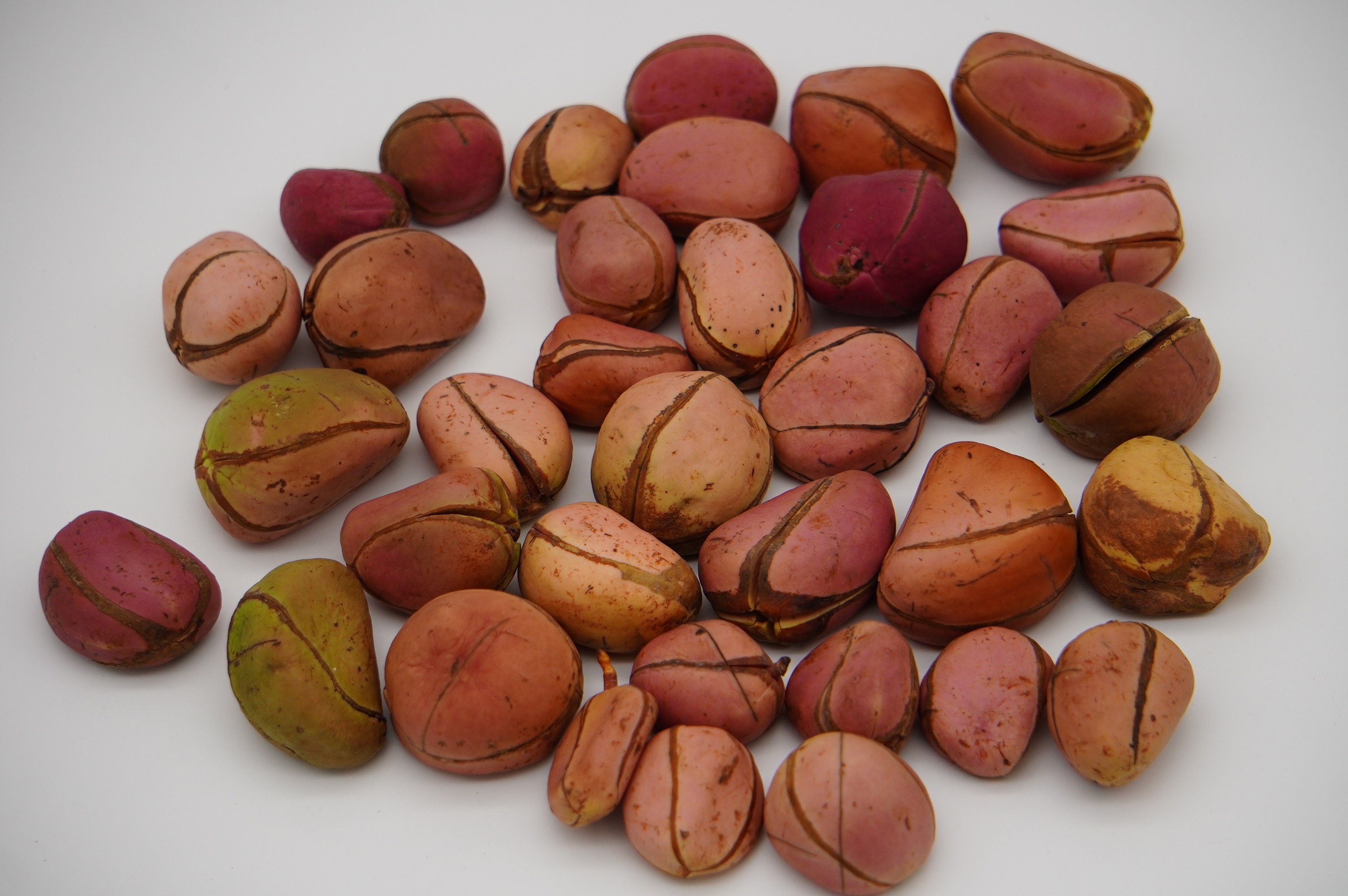 Kola Nuts 2lobe Cola Nitida Kola Nutrition Etsy