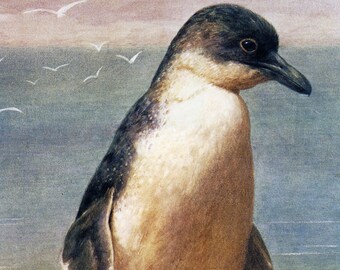 STUDY OF A PENGUIN AQUATIC FLIGHTLESS BIRD PAINTING BY HENRY STACY MARKS REPRO STUDY OF A PENGUIN AQUATIC FLIGHTLESS BIRD PAINTING BY HENRY STACY MARKS REPRO