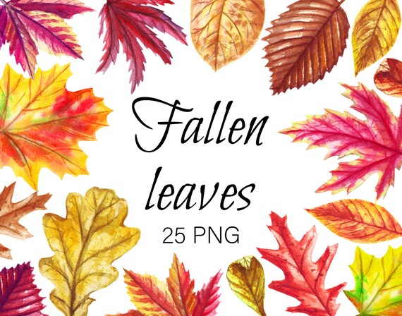 Watercolor Fall Leaf Clipart Autumn Leaves Clip Art Etsy Watercolor Fall Leaf Clipart Autumn Leaves Clip Art Etsy