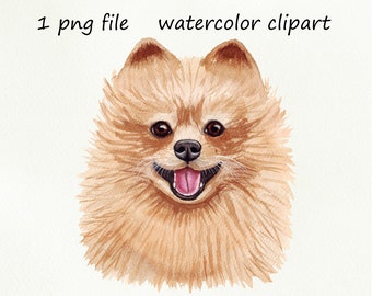 Dog clipart watercolor, digital download. Pomeranian dog clipart digital prints. Commercial PNG Printable illustration.