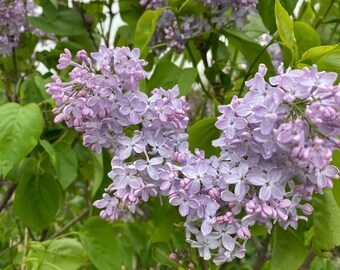 Syringa Etsy
