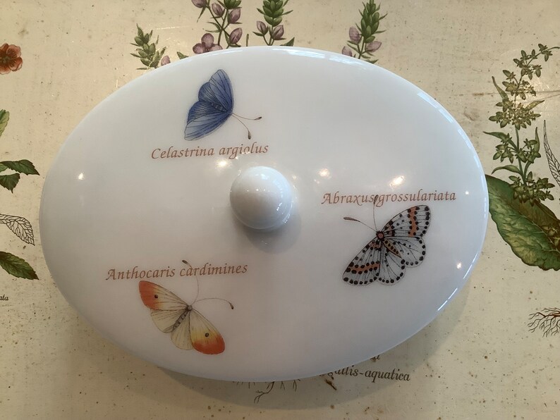 Op de afbeelding: Witte ovale keramische schoteldeksel met een ronde knop. De deksel is versierd met drie vlinderillustraties en hun wetenschappelijke namen: Celastrina argiolus, Anthocaris cardamines en Abraxus grossulariata.