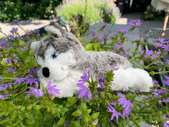 Steiff Husky Bernie 280078/26, Collector's Item, Birthday Gift - Etsy