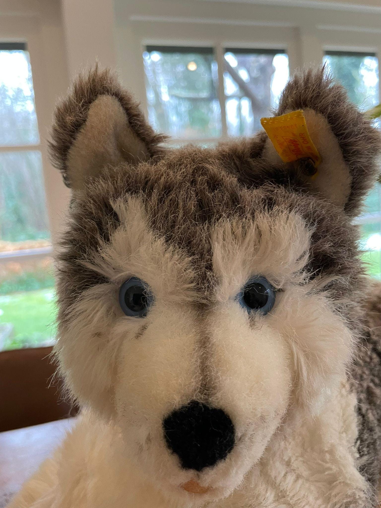 Steiff Husky Molly Dog 104916, Collector's Item, Birthday Gift - Etsy