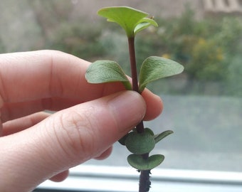 Elephant bush cutting