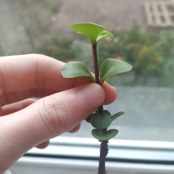 Elephant bush cutting