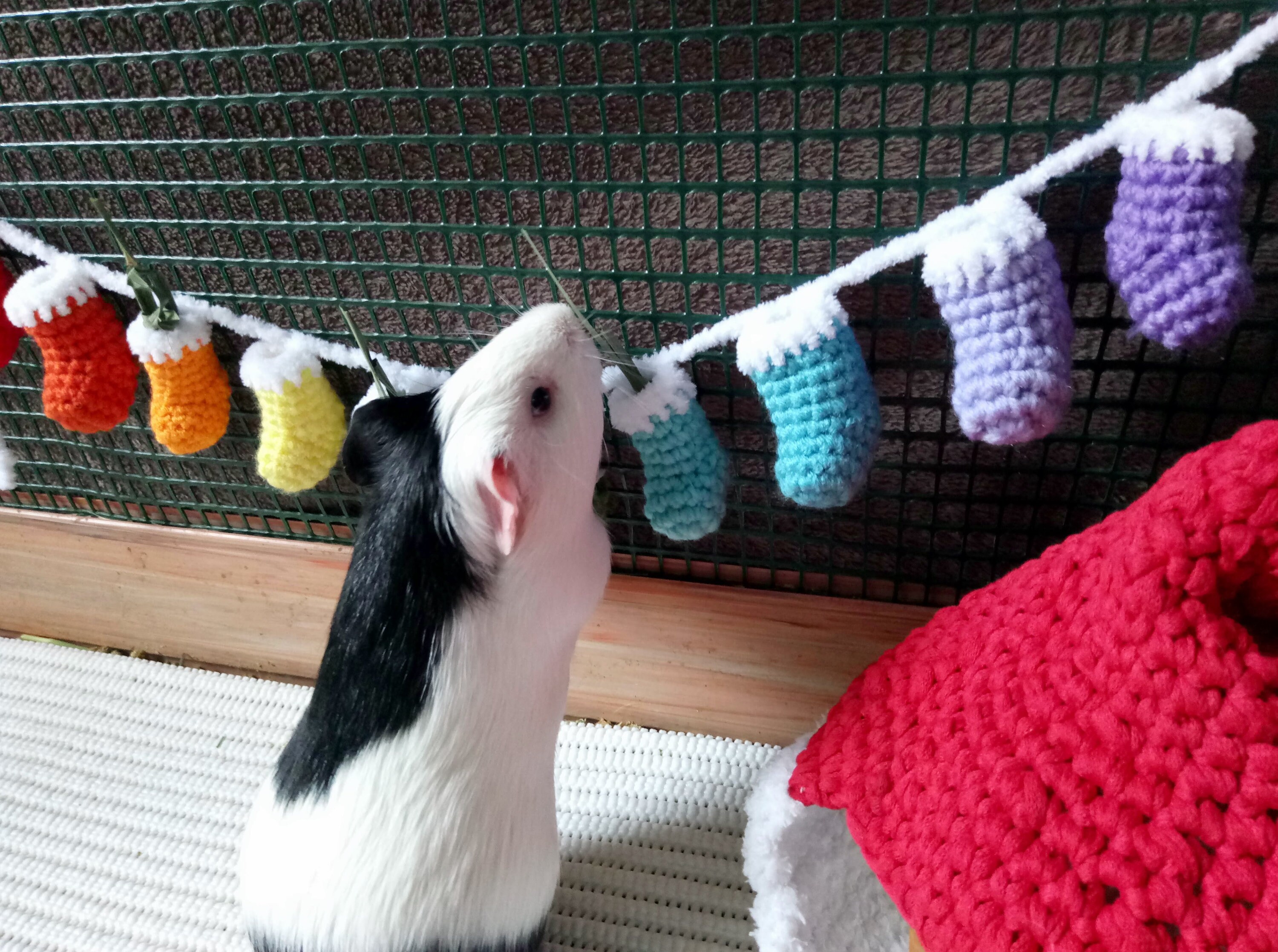 Christmas Garland in Cage for Guinea Pig Advent Calendar for Guinea Pig -  Etsy