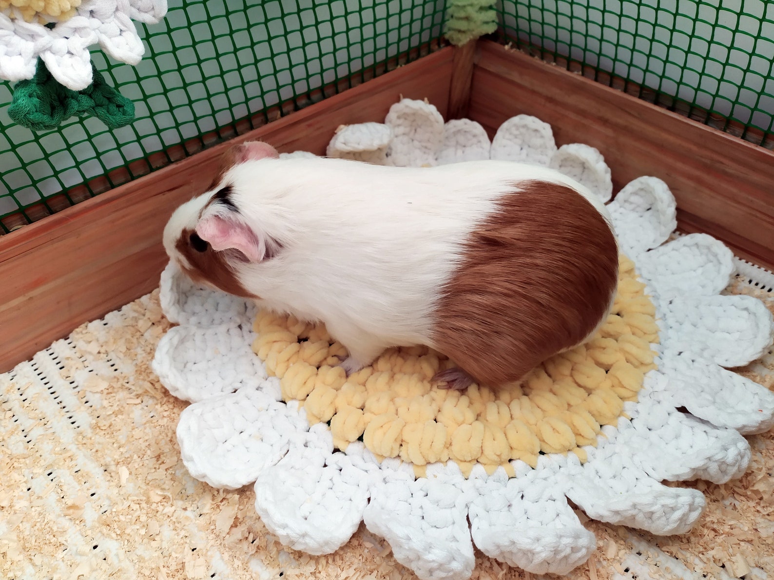 Daisy Guinea Pig Cozy Soft Bed. Small Pet Soft Bed. Etsy