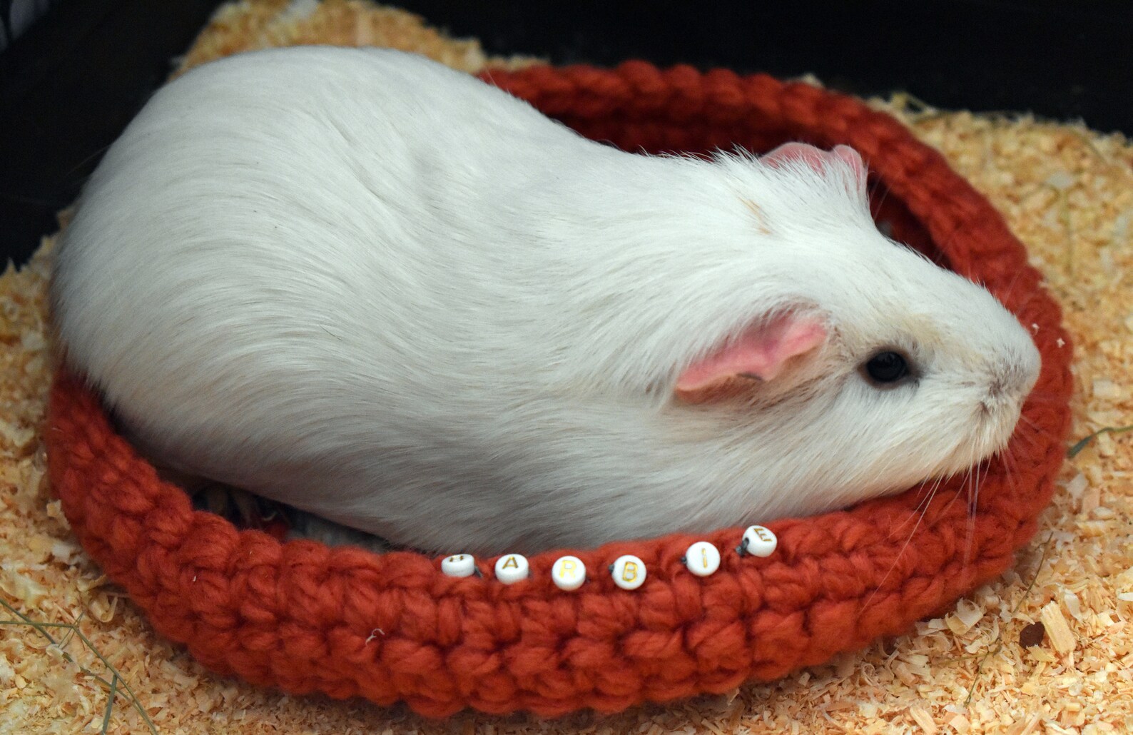 Personalized guinea pig bed Personalized Small pet bed Etsy