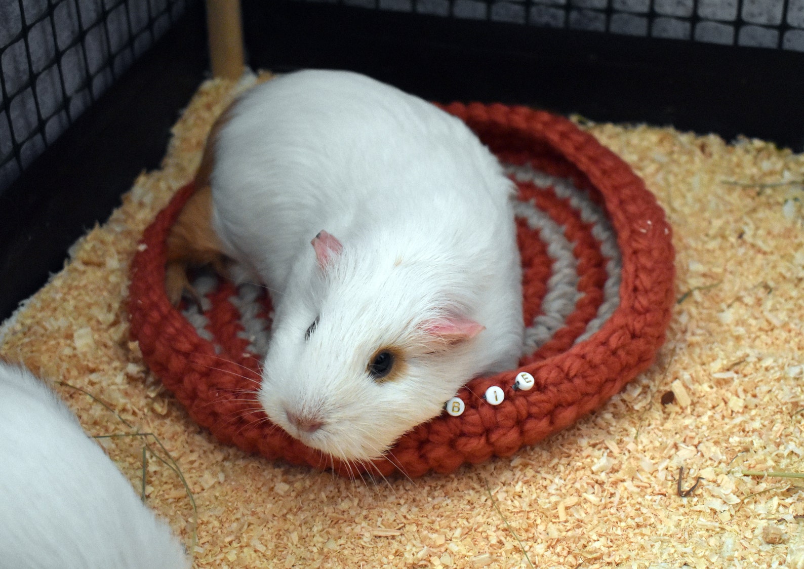 Personalized guinea pig bed Personalized Small pet bed Etsy