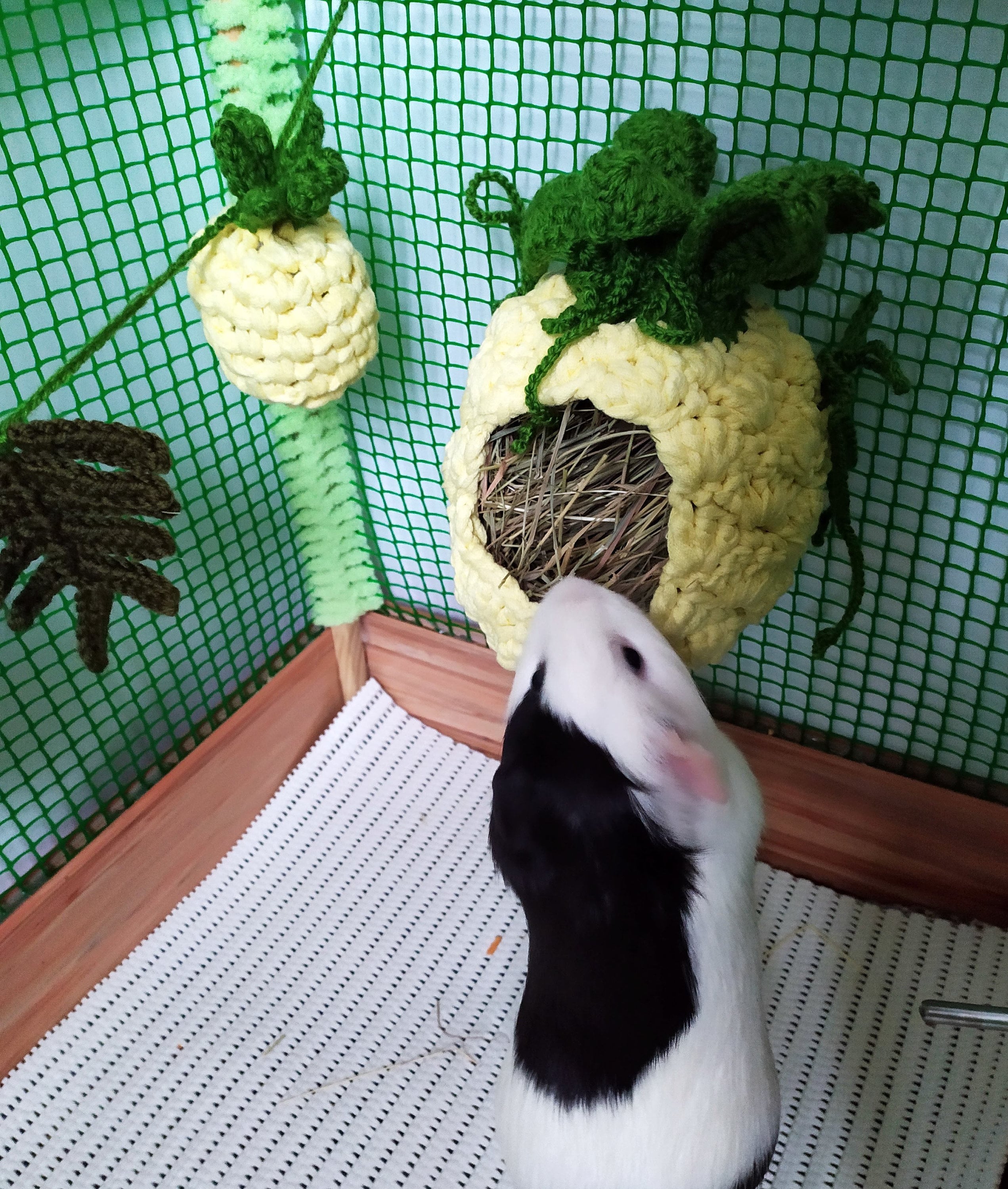 Set of 3pcs guinea pig accessories for cage Pineapple pet Etsy