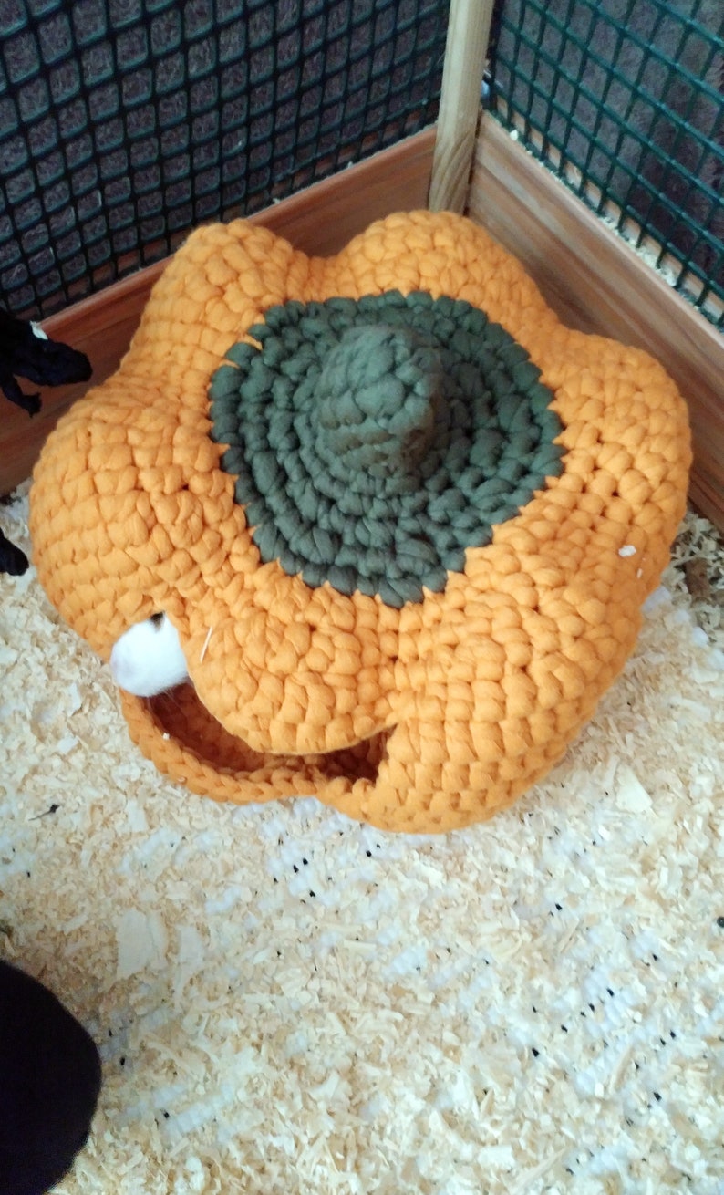 Pumpkin house for guinea pig small pet. Funny Halloween house Etsy