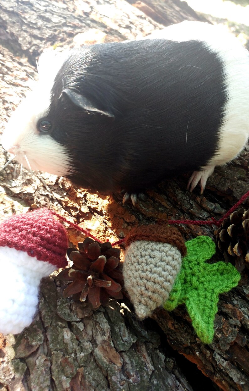 Peut inclure: Un cochon d'Inde noir et blanc est assis sur une branche d'arbre avec une guirlande de champignons, de glands et de feuilles en crochet. La guirlande est faite de fil rouge, brun, blanc et vert.
