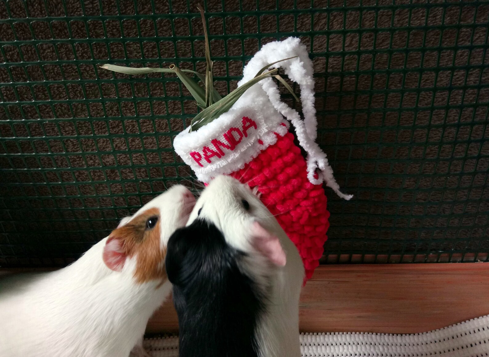 Personalized guinea pig christmas stocking Funny guinea pig Etsy