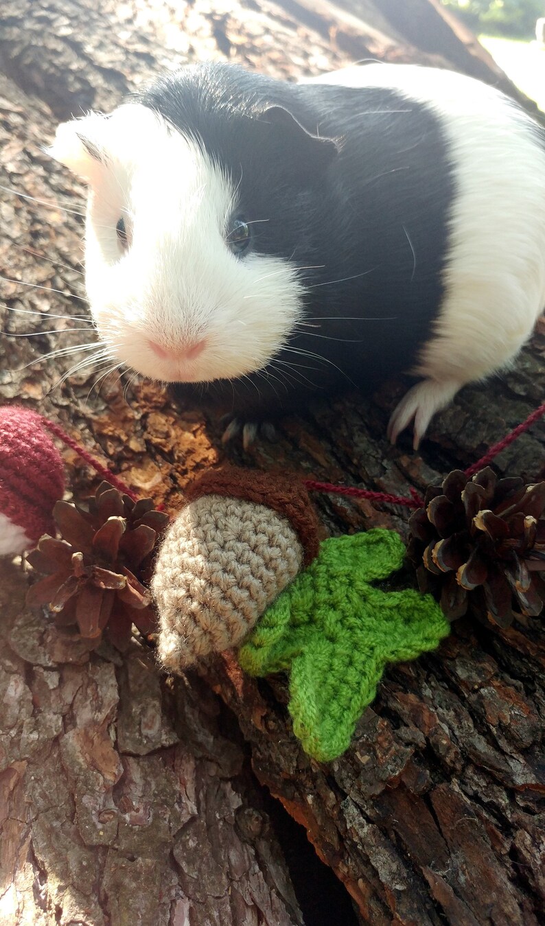 Peut inclure: Un cochon d'Inde noir et blanc assis sur un tronc d'arbre avec une d&eacute;coration en crochet en forme de gland et de feuille.