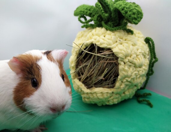 guinea pig pineapple