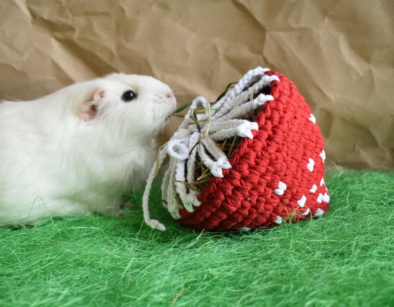 Mushroom in guinea pig cage sale