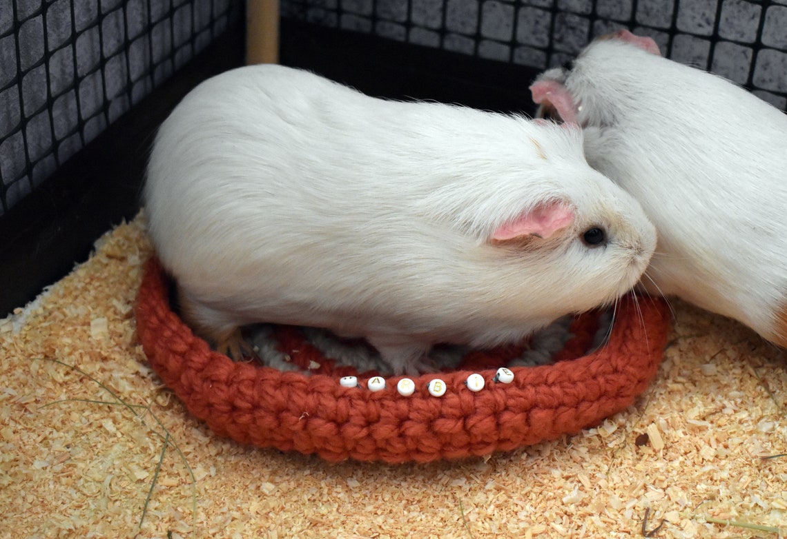 Personalized guinea pig bed Personalized Small pet bed Etsy