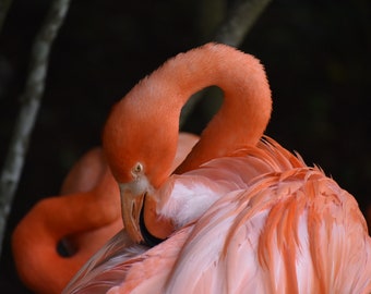 Iphone Albert Wallpaper Flamingo