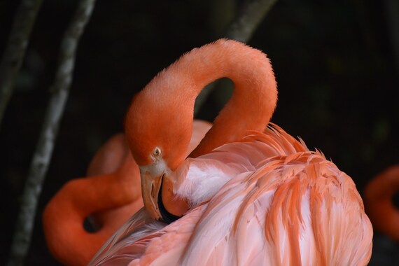 Computer Wallpaper Pc Background Wallpaper Flamingo Etsy