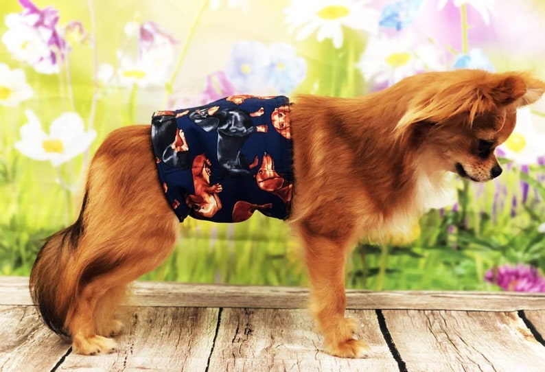 Dog Belly Band Couche Dachie Dachshund Marquage Incontinence Etsy