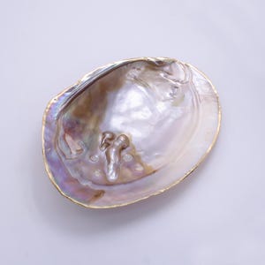 May include: A large, iridescent seashell with a gold rim. The inside of the shell is white and pearlescent.